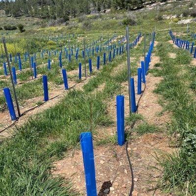 Corflute 트리 가드 장르를 위한 적절한 정원 관리자 및 나무 보육소 내구성있는 심초 보호 튜브를 찾고